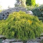 chamaecyparis pisifera sungold