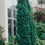 chamaecyparis tioides rubicon