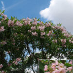 chipalta tashkentensis