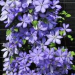 klematis-mrs-cholmondeley-7