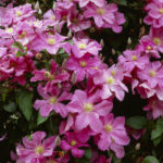 clematis comtesse de bouchaud