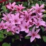 clematis hagley hibrid