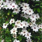 klematis miss bateman