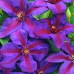clematis mrs thompson