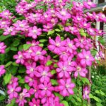 klematis ville de lyon