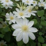 klematis wadas primrose