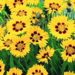 coreopsis lanceolata sterntaler