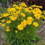coreopsis grandiflora