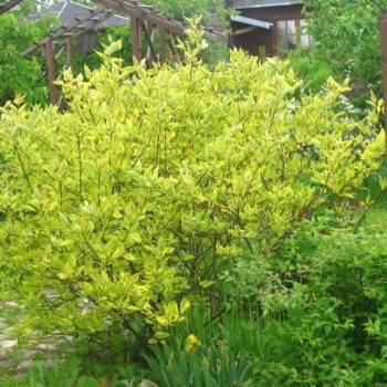 Cornus alba žuto-zeleni - šarenolisni dren