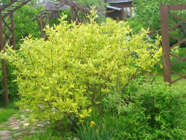 Cornus alba žuto-zeleni - šarenolisni dren