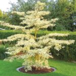 cornus contraversa variegata