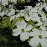 cornus florida rainbow1