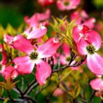 cornus florida sunset