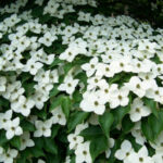 cornus kousa1