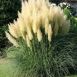 pampas trava evita - cortaderia selloana