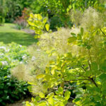 cotinus golden spirit1