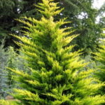 cupressocyparis leylandii1