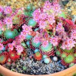 sempervivum arachnoideum