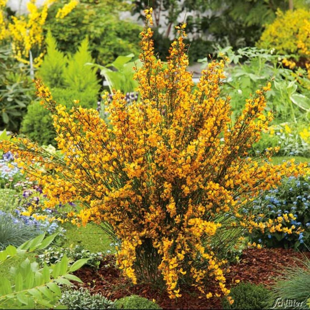 cytisus apricot gem