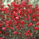 cytisus booskoop ruby