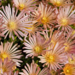delosperma apricot