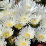 delosperma bela