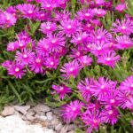delosperma cooperi1
