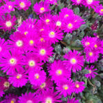 delosperma yewel of desert opal