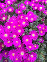 delosperma yewel of desert opal