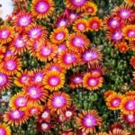 delosperma fire spiner