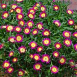 delosperma hot pink wonder