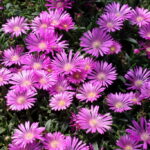 delosperma pink zulu