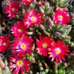 delosperma red garnet