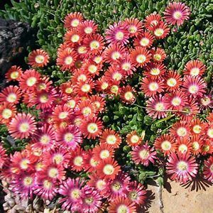 delosperma red mountain