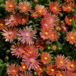 delosperma salmon
