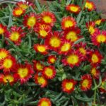Delosperma "Fire Wonder"