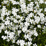 dianthus deltoides albus