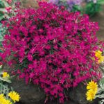 dianthus deltoides pink