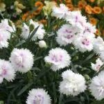 dianthus everlast white
