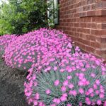 dianthus svetlo roze1