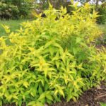 diervilla rivularis honeybee