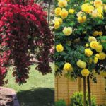 dvobojna-padajuca-ruza-stablasica-zuto-crvena