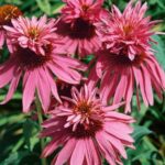 echinacea double decker 1