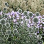 echinops-star-frost2