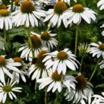 ehinacea bela
