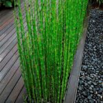 equisetum japonicum2