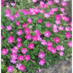 erodium variable bishop form