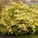 euonymus emerald gold