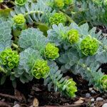 euphorbia myrsnites