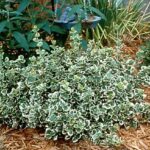 euonymus belo zeleni